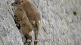 放牧人给羊群喂盐吃，羊也需要吃盐的，你见过吗