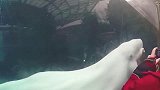 白鲸吓唬人从未失手，没想到败在了一位小女孩手里