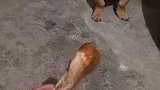 田园犬真好，从不吃手里的东西！