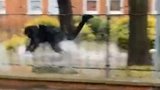 英国：一男子在洪水淹没的街头骑电动滑板车，摔倒掉进水里