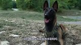 军犬到底有多聪明？看看这些训练画面，网友：点赞！