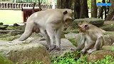 新猴王很温柔，安慰母猴摸一摸头，有趣