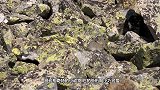 大兴安岭出现大型野兽，体重1吨比犀牛还高，唯一惧怕遇到狼群