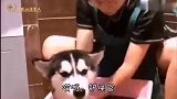 搞笑配音：听说主人输光了钱，猫咪的反应太真实了