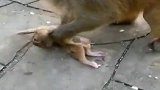 猴子孩子活着的时候使劲虐待，死了又抱着不松手，何必呢？