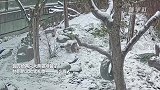 看中国大熊猫在北欧玩雪