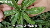 野菜刺耳草全身是宝，不扎嘴好吃不上火，简单2步保存一年新鲜
