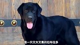 这几只奇特的串串狗，你喜欢哪个？