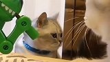 上海小伙用棒棒糖玩具逗小猫，猫咪：再不给我就生气了！