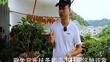 三角梅修剪以后，使用一种水浇灌，开花的几率更大