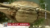 凶猛“水老虎”螃蟹做邻居，彼此不见面，共同生长