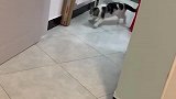 猫：在我家还敢这么猖狂，看我怎么揍你！