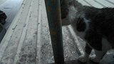东瞅瞅西瞅的小猫咪