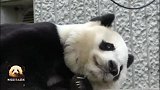 熊猫旦旦打算用超萌睡姿治愈你的心，要不要这么可爱？