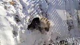 综合-18年-熊猫也来凑热闹 完美演绎灵活的胖子是如何滑雪的-专题