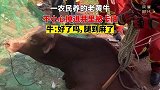 一农民养的老黄牛，不小心掉进井里被卡住