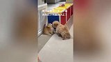 小狗一直纠缠小猫,小猫忍无可忍,突然把小狗的脑袋扶正了