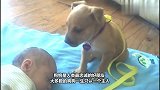 通宵陪主人钓鱼狗狗困死，这不就是我在课堂上打瞌睡吗！