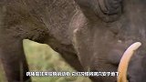 狮子钻进地洞，只留下一截尾巴在外面，突然狮子浑身开始颤抖！