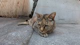 院子里来了一只流浪猫，细看还特别干净，能收养吗
