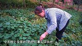 桃子姐打完猪草，回家做锅南瓜饭，香甜美味，一家人吃得喜笑颜开