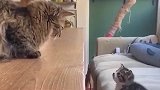 猫咪不会蹦