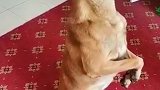 你们都说虎子是杂技团的，那就叫他杂技虎吧，给你们表演个平衡术