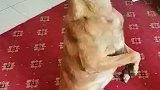 你们都说虎子是杂技团的，那就叫他杂技虎吧