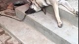 狗子：兄弟拍好了没，拍好了我就起来了！