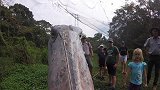 鳄鱼的头号天敌居然是它？一击轻松刺穿鳄鱼，见到人类却鞠躬行礼