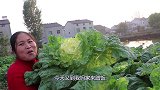 胖妹回娘家蹭饭，老爸烧牛肉火锅，2个素菜，团圆饭吃起来就是香