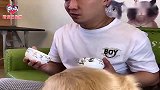 金毛想吃零食被主人戏弄，狗狗：我看你是欠揍了！看完忍住别笑