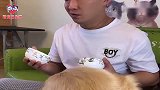 金毛想吃零食被主人戏弄，狗狗：我看你是欠揍了！看完忍住别笑