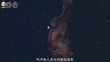 这种动物的体型似米粒，叫声却高达106分贝，发声处更是奇葩