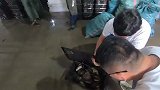 表弟发财还不忘阿雄,拳头大的鲍鱼随便拿,原来鲍鱼干是这样做的