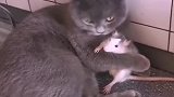 猫爱上老鼠，这世界太疯狂了