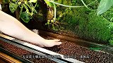 男子养了一只红眼鳄鱼，还专门为这只鳄鱼建造了一个培养箱