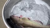 老淡钓了条叉尾鮰鱼，舍不得吃要放鱼塘养着，星星偷问怎么做好吃
