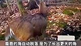 原来鹿角是这样脱落的