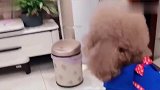 泰迪狗狗不听话，主人使出杀手锏狗狗秒怂立马服软，小模样太可爱