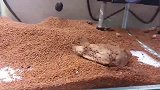 我知道我火了！哈哈