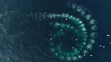 南极：迷人画面！座头鲸群吐出螺旋泡泡捕食磷虾