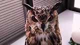 一只会打招呼的猫头鹰是什么样的？