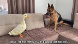 大狼狗在沙发上和鸭子对视，它们能和谐相处吗