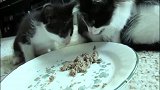 小奶猫想吃独食，用小抓子按住小伙伴的头不让它吃，还好主人看着