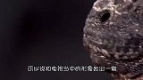 现实版“哥斯拉”来了！长相凶猛却只吃素，呼叫奥特曼还是金钢？