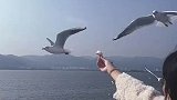 女生手举面包等着喂食海鸥，大部分海鸥都直接飞过
