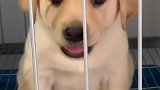 拉布拉多导盲犬