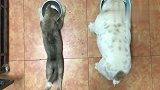 哈士奇和英国斗牛犬比赛吃饭，二哈下一秒太奇葩了，竟凭这招赢了