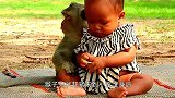 猴子照顾小宝宝，突然一个“泰山压顶”，吓得众人大叫！